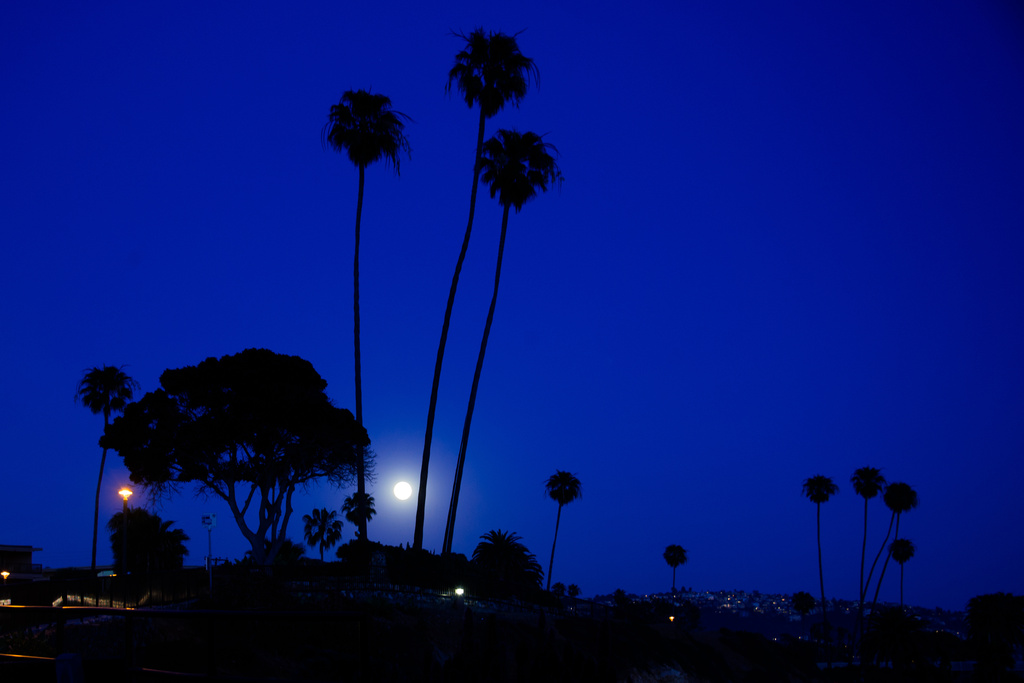 Moonlit Palms by stray_shooter