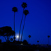 Moonlit Palms by stray_shooter