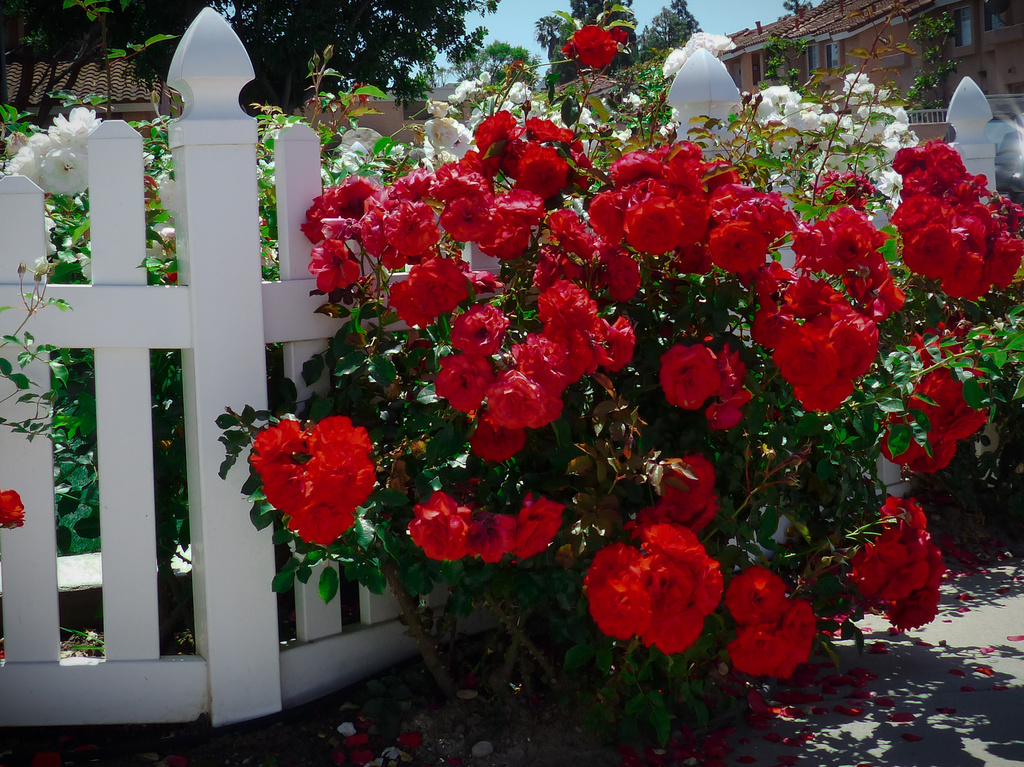 White Picket Fence & Roses by stray_shooter