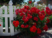 16th Apr 2014 - White Picket Fence & Roses
