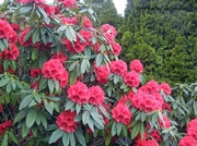 15th Apr 2014 - Rhododendrums