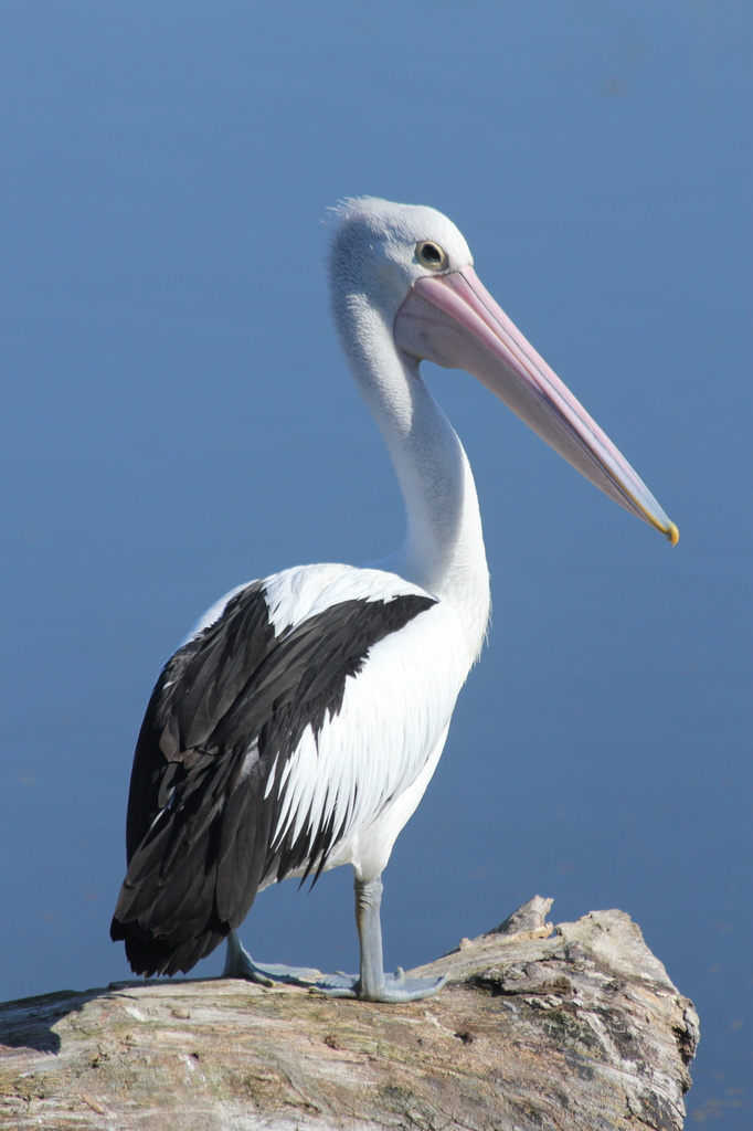 Posing pelican by gilbertwood