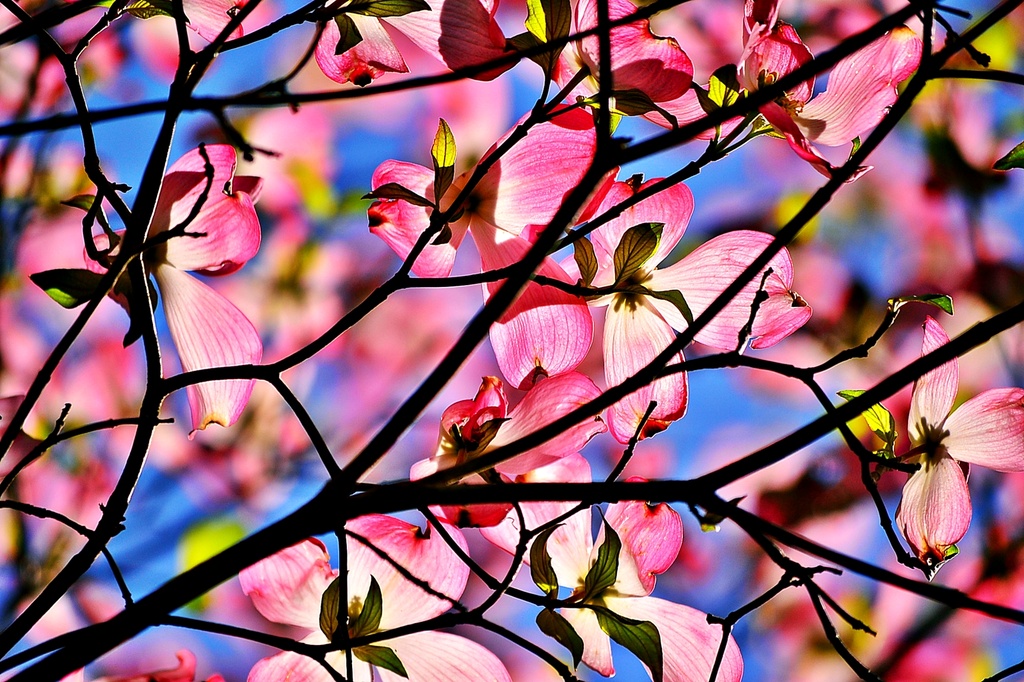 Pink Dogwoods by soboy5