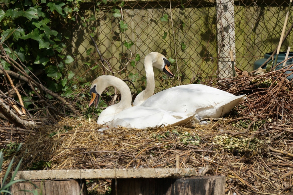 Nesting swans by mattjcuk
