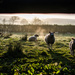 Sunrise over the sheep - 17-04 by barrowlane