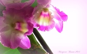 17th Apr 2014 - Orchids
