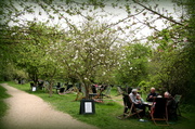 17th Apr 2014 - The Orchard