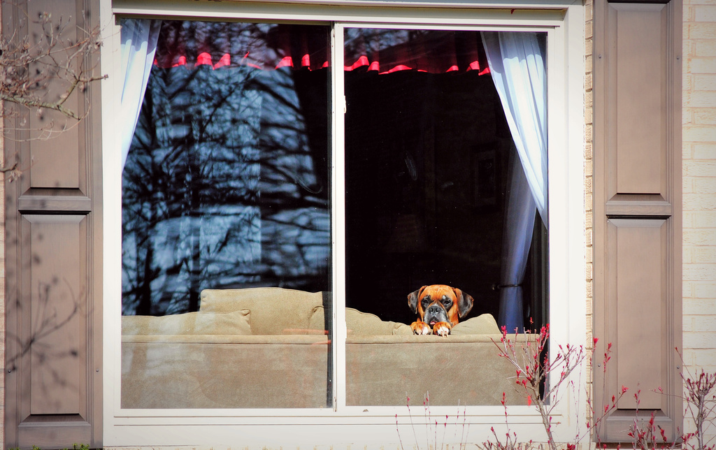How Much is that Doggy in the Window? by alophoto