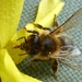 Ill bee... by gabis