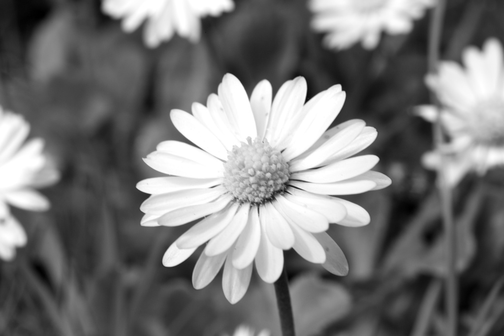 Daisy by nicolaeastwood