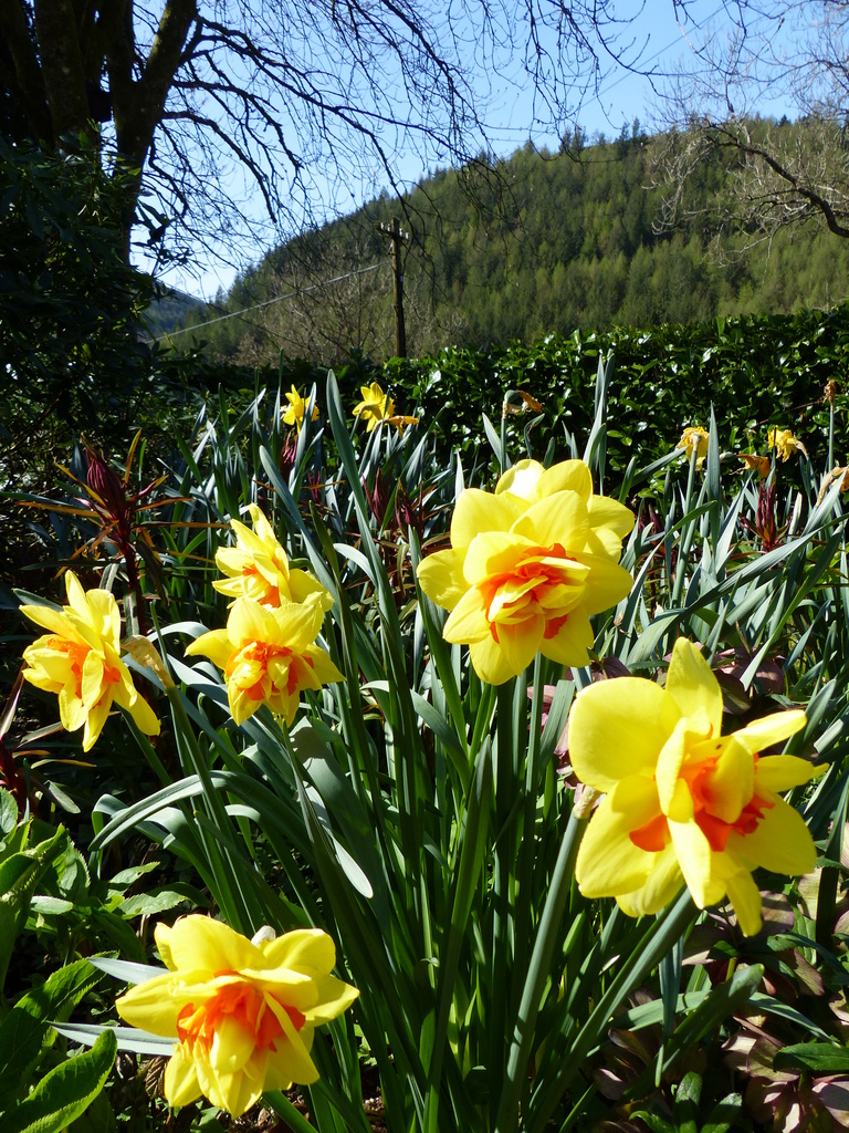  More Unusual Daffodils by susiemc