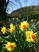 16th Apr 2014 -  More Unusual Daffodils