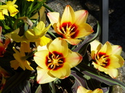 17th Apr 2014 - Tulips and Tete-a-Tete