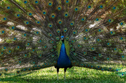 17th Apr 2014 - Proud as a Peacock