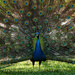 Proud as a Peacock by milaniet