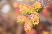 17th Apr 2014 - Cacti