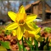 Daffodil Take-off by olivetreeann
