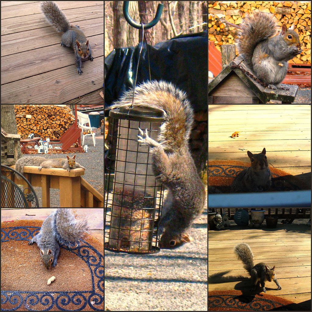 One of These Squirrels... by olivetreeann
