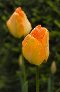 17th Apr 2014 - Tulips in the rain