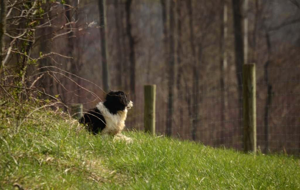 danny watching bird by francoise