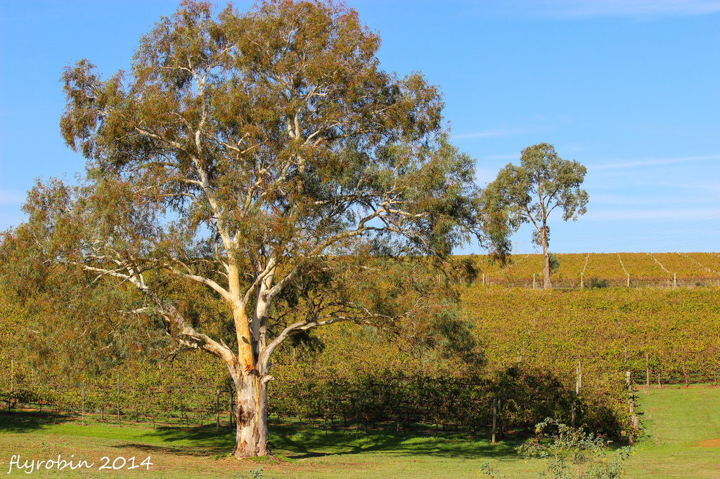 Autumn in the Barossa Valley  by flyrobin
