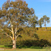 Autumn in the Barossa Valley  by flyrobin