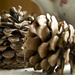 Pinecones 2014 by houser934