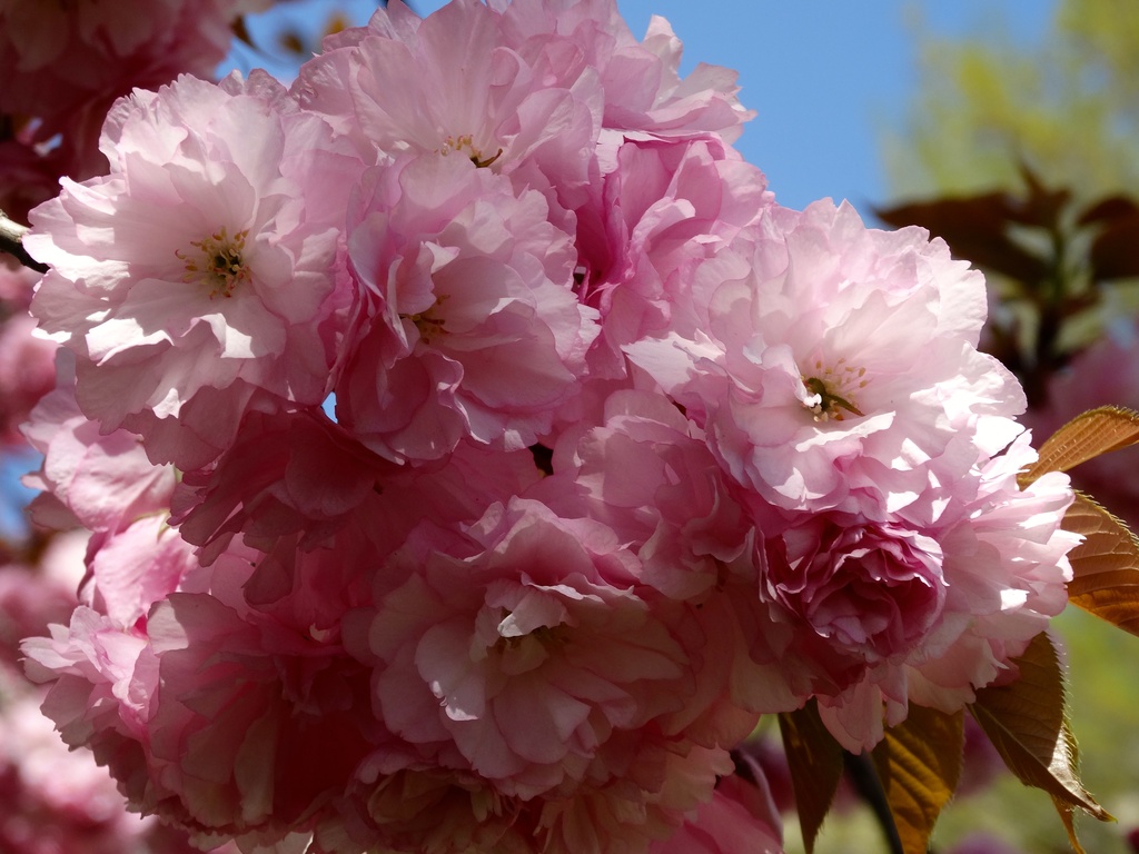 Kwanzan Cherry Tree Blooms by khawbecker