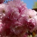 Kwanzan Cherry Tree Blooms by khawbecker