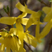 Forsythia by mittens