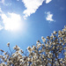 White Flowers Against A Blue Sky by yogiw