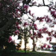 17th Apr 2014 - Pink Magnolias At Sunset