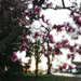 Pink Magnolias At Sunset by yogiw