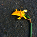 Dying Daff by newbank