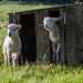 Lamb creep - 18-04 by barrowlane
