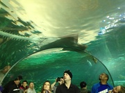 18th Apr 2014 - Ripley's Aquarium 