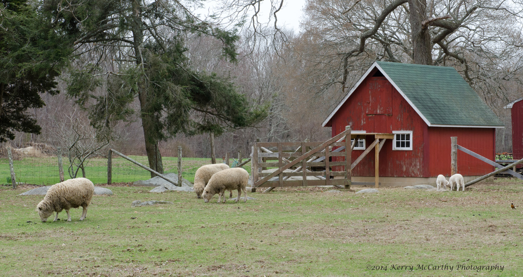 Sheep farm by mccarth1