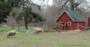 18th Apr 2014 - Sheep farm