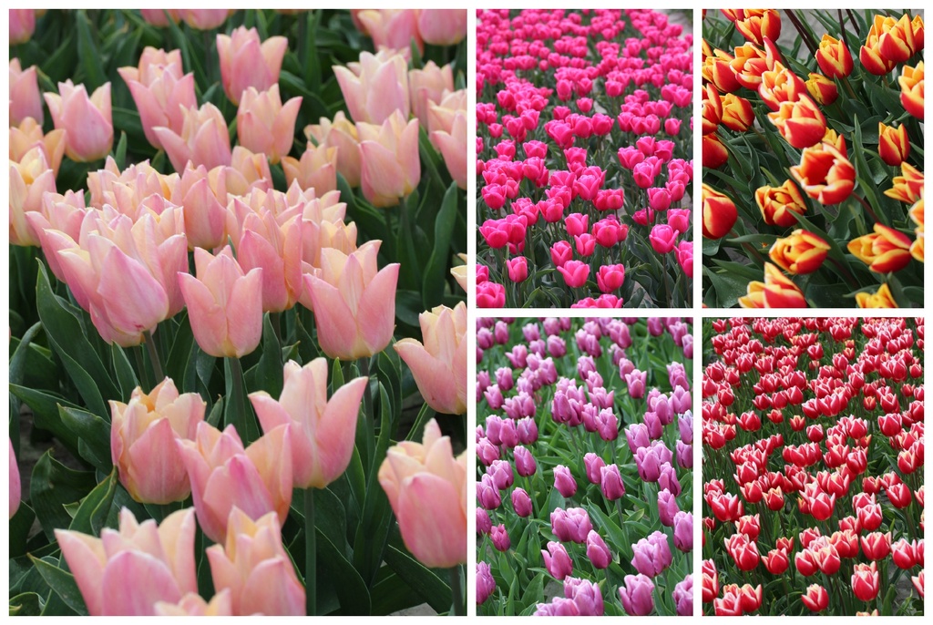 Collage of tulips   by pyrrhula