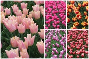 18th Apr 2014 - Collage of tulips  