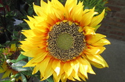 18th Apr 2014 - Sunflower