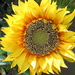 Sunflower by randy23