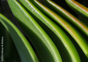 18th Apr 2014 - Succulent Abstract