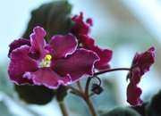 18th Apr 2014 - Velvety violets