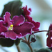 Velvety violets by loweygrace