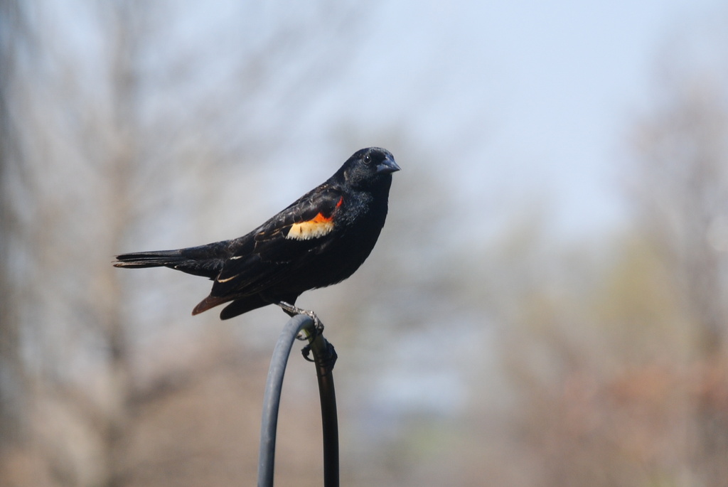 Red-winged Blackbird by genealogygenie