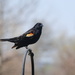 Red-winged Blackbird by genealogygenie