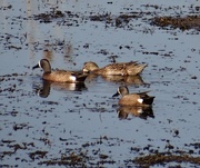 18th Apr 2014 - Blue-winged Teal