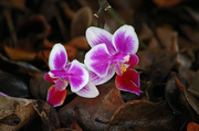 18th Apr 2014 - Orchid