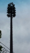 18th Apr 2014 - mono-pine (cell tower)